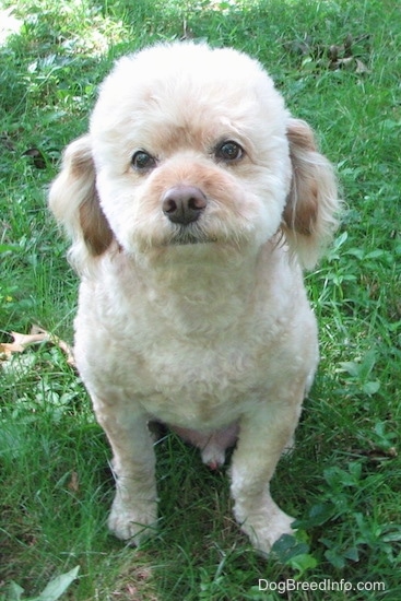Front view - A tan Schnoodle is sitting in grass and it is looking up. The dog has soft hair on its head and long drop ears.