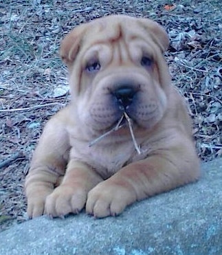 Front view - A tan Shar-Pei puppy is laying in brown grass and across a stone. It has a stick in its mouth and it is looking forward. It has small droopy eyes, a big black nose, extra skin and wrinkles.