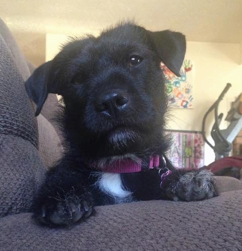 Close up front view - A wiry looking black with white Shar Tzu dog is laying at the end of a brown couch looking forward with its head tilted to the left.