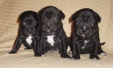 Three black with white Sharbo puppies are sitting on a tan couch and they are all looking forward. They have big heads compared to their bodies.