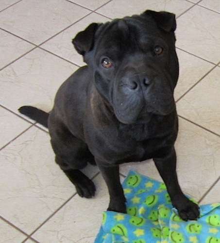 shar pei terrier mix