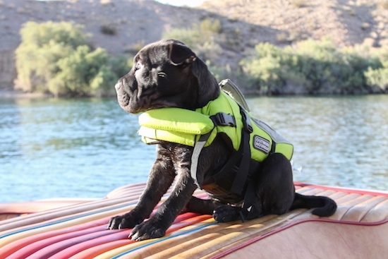The right side of a small black Sharbo puppy  wearing a lime green vest looking to the left sitting on a raft. There is a body of water and mountains behind it.