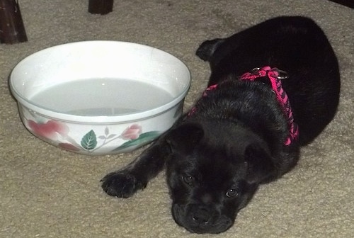 A black with white Sharbo puppy is laying on a carpeted floor wearing a hot pink leopard print harness and to the left of it is a ceramic bowl of water with a pink flower print on it.