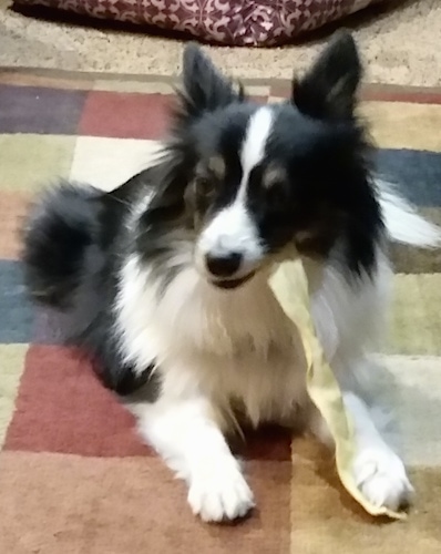 papillon sheltie mix for sale