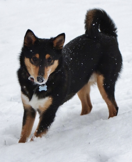 Shiba Inu Black And Tan Mix