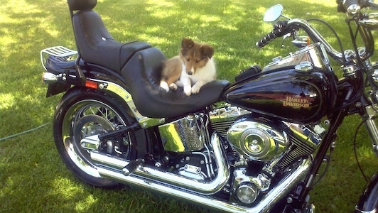 A brown and white Shetland Sheepdog puppy is sitting on a Harley Davidson motorcycle and it is looking down.