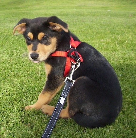 The left side of a small black with tan Shepweiler puppy that is wearing a red harness sitting across a field and it is looking forward. The pup's ears are folded over to the sides.