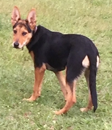 The left back side of a black with tan Shepweiler puppy that is walking across grass. It is looking forward. The dog has large perk ears that stand straight up.