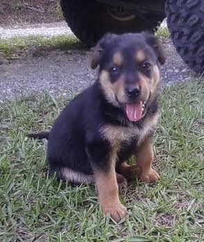 A small black with tan Shepweiler puppy is sitting in grass and it is looking forward. Its mouth is open and tongue is out. The pup looks happy.