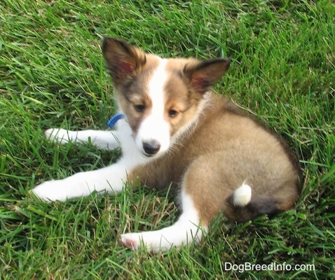 The left side of a brown with white and black Shetland Sheepdog puppy wiht big ears laying across grass and it is looking forward.