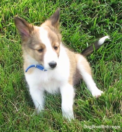 A brown with white and black Shetland Sheepdog puppy is wearing a blue collar sitting in grass and it is looking forward.