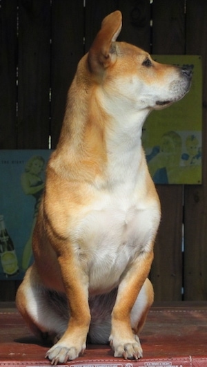 Mixed Breed Dog Pictures With Bios 46