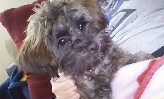 Close up head shot - A shaggy brown with black Shih-Poo puppy is laying on top of a person laying on a couch. There is a person touching the side of the dog.