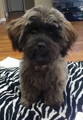 Close up front view - A brown with black Shih-Poo puppy is sitting on a zebra striped blanket. The puppy is looking forward and its head is slightly tilted to the right.