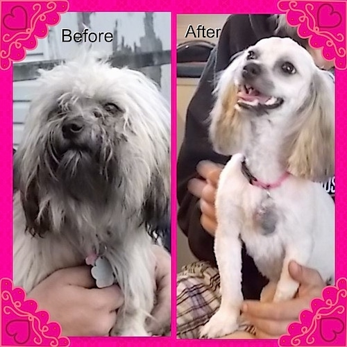 Left Photo - Close up - A longhaired, thick coated white with black long-haired Shih-Poo dog being held in the air by a person. Right Profile - Close Up - A shaved to the skin white with tan groomed Shih-Poo is sitting in a persons lap, its mouth is open, its tongue is out, it has longer hair left on its ears only and it is looking to the left.