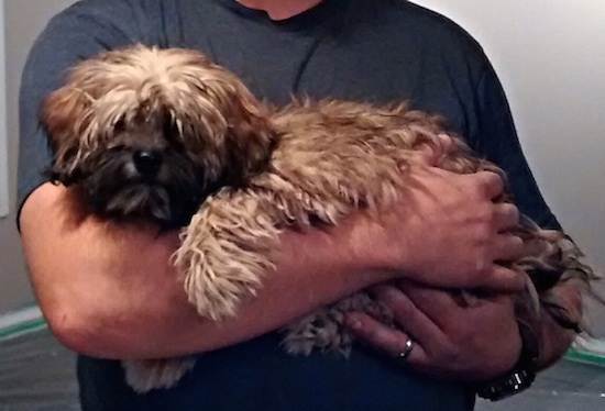 A thick coated, shaggy looking brown with black Shih-Poo dog is laying in the arms of a person.