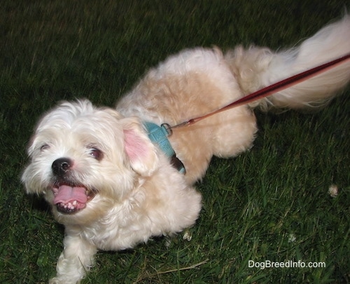 Close up front side view - A shaved white and tan Shih-Tzu is walking down a grass surface, it is looking up, its mouth is open and its tongue is sticking out.