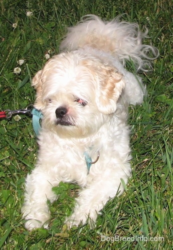 Close up front view - A white and tan Shih-Tzu dog with a black nose and black lips is laying on a grass surface looking down and to the left.