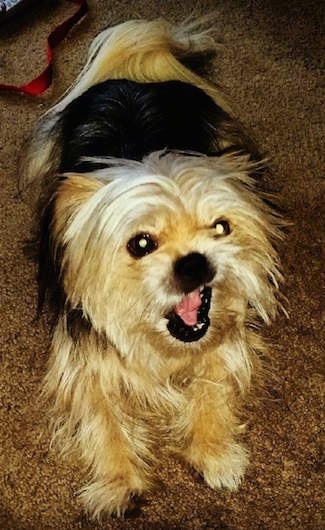 Front view from the top looking down at the dog - a long-coated, tan and black Shorkie Tzu dog that is laying on a brown carpeted floor, its mouth is open as if it is in mid-bark, it is looking up and to the right. It has a black nose, black lips, dark eyes and a tan body with a black saddle pattern on its back.