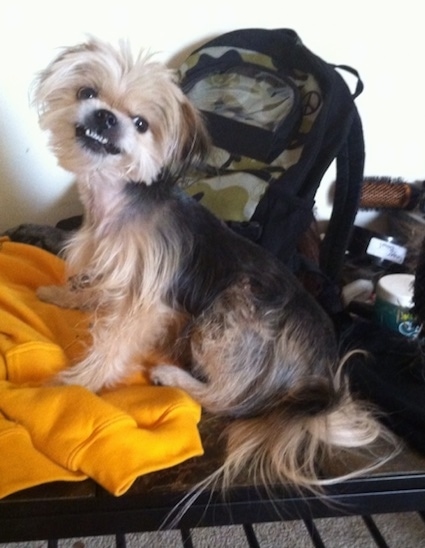 The left side of a tan and black Shorkie Tzu dog that is sitting on top of a desk, it is looking forward. Its head is tilted to the right and it looks like it is growling. It has long hair on its tail It has a black nose, black lips and dark round eyes.