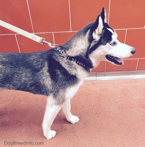 The upper half of a black and white Siberian Husky that is standing in front of a tiled wall and it is panting.