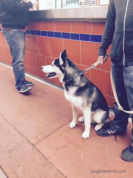 Side view - a wolf looking dog with perk ears standing in front of a red tiled wall that has a blue stripe in it. There is a person at the counter ordering food and a man holding the dog's leash.