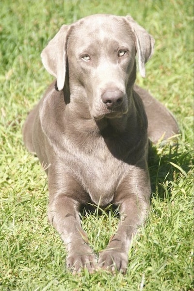 silver labrador