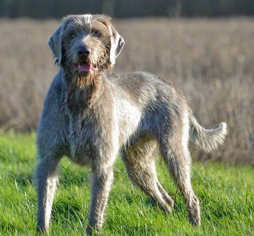 is a slovakian wirehaired pointer a good family dog