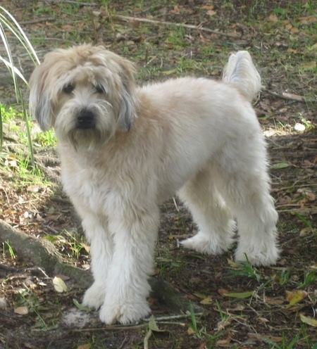 soft cotton wheaten terrier