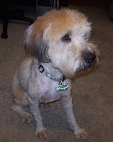 newborn wheaten terrier