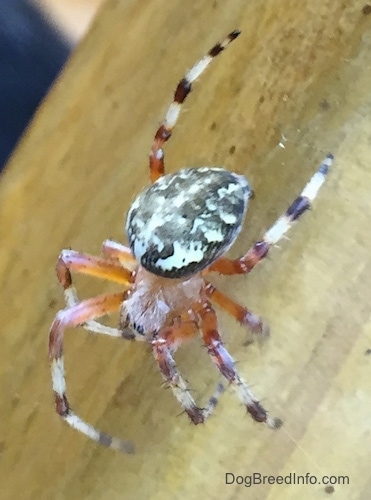 Spotted Western Orb Weaver Spider standing on a wooden surface