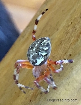 Spotted Western Orb Weaver Spider walking along a wooden surface