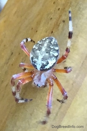 Spotted Western Orb Weaver Spider on a porch deck rail