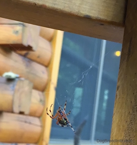 Spotted Western Orb Weaver Spider building a web