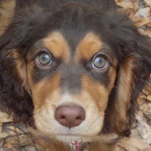 springer spaniel blonde