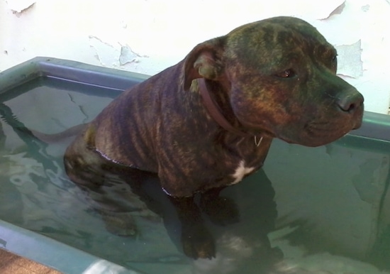 black and tan staffy puppies