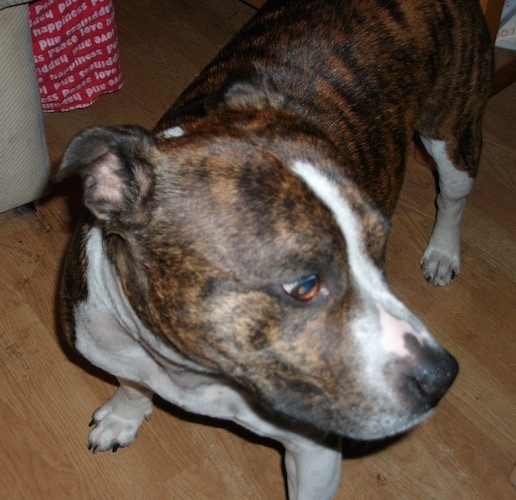 black and white staffy dog