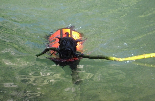 Spike the Black Schnauzer is wearing an orange life vest and swimming through a body of water with a large stick in its mouth