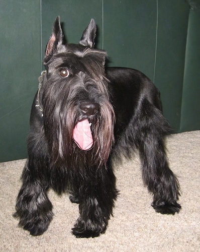 long haired schnauzer