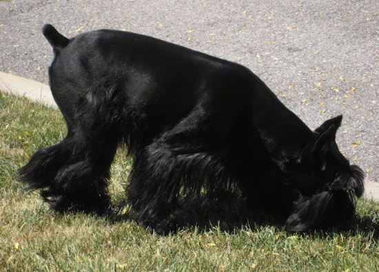 The right side of a shaved black Standard Schnauzer dog sniffing the grass in front of it. It has longer hair on its legs and muzzle. The dog has a docked tail.