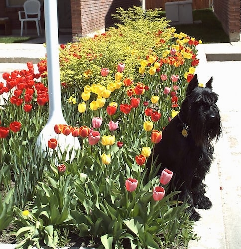 Front view - A black Standard Schnauzer dog sitting on a concrete surface and behind it is a line of colorful tulip flowers.