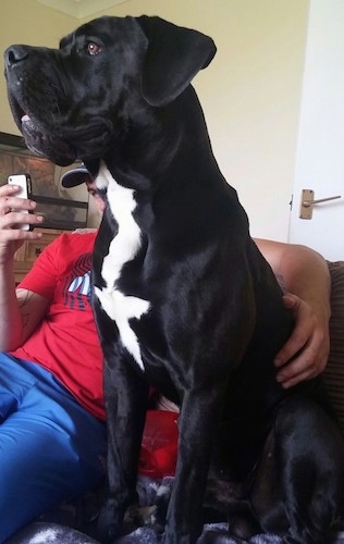 The front left side of a black and white Taylors Bulldane dog sitting on a couch. There is a person in a red shirt sitting with a phone in one hand and his arm around the large dog. The dog has a blocky muzzle.