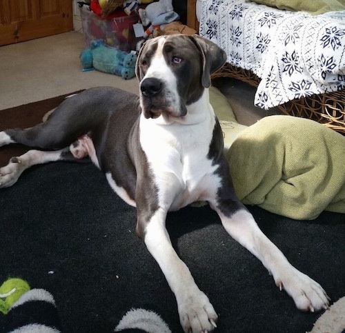 The front right side of a tall, large breed, gray and white Taylors Bulldane dog laying across a rug looking up and to the left.