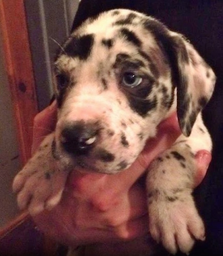 Close up head shot - A blue-eued harlequin Taylors Bulldane puppy is being held in the hand of a person. The puppy is looking to the left.