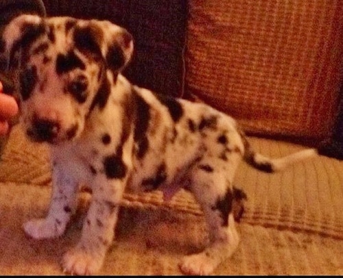 Close up side view - A black and white harlequin Taylors Bulldane puppy is standing acorss a couch looking forward and down.