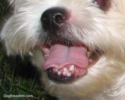 Close Up - A dog with crooked bottom teeth
