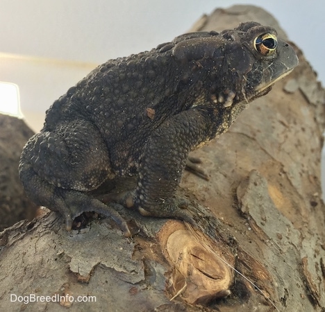 Close Up - The right side of a Toad that is sitting on a log