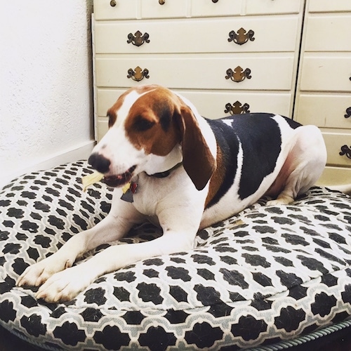 The left side of a white and black with brown Treeing Walker Coonhound dog laying on a pillow and it is looking to the left. The dog has a tan chew in its mouth.