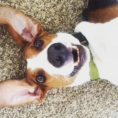 Top down view of a white, black and brown Treeing Walker Coonhound that is laying down, with its belly up, its ears are sticking up layed out across the floor, its mouth is open and it is looking forward.