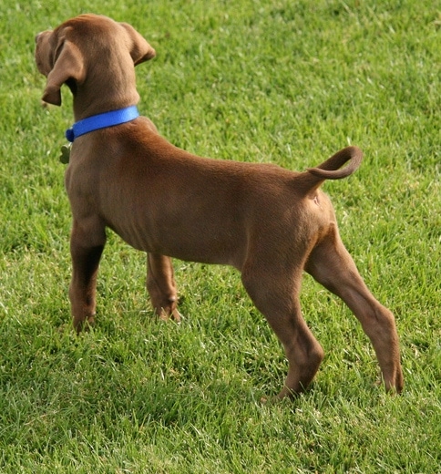 The back left side of a brown Vizmaraner puppy that is standing across a grass surface, it is looking behind it and to the left. The dog has a long body and ears that hang down to the sides.